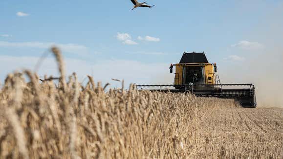 Weird Winter Weather Set To Send Wheat Prices Back Higher